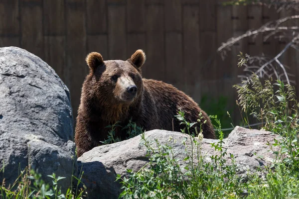 Egy Felnőtt Grizzly Medve Áll Egy Nagy Szikla Mögött Montana — Stock Fotó