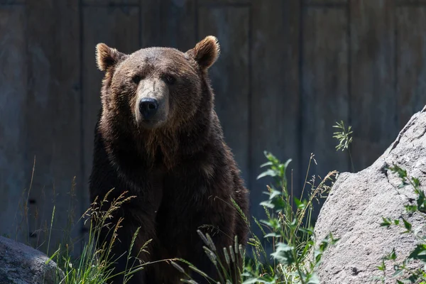 Urso Pardo Adulto Sentado Lado Uma Grande Pedra Olhando Frente — Fotografia de Stock