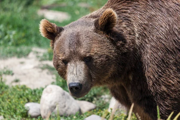 Rosto Grande Urso Pardo Olhando Para Frente Com Uma Expressão — Fotografia de Stock
