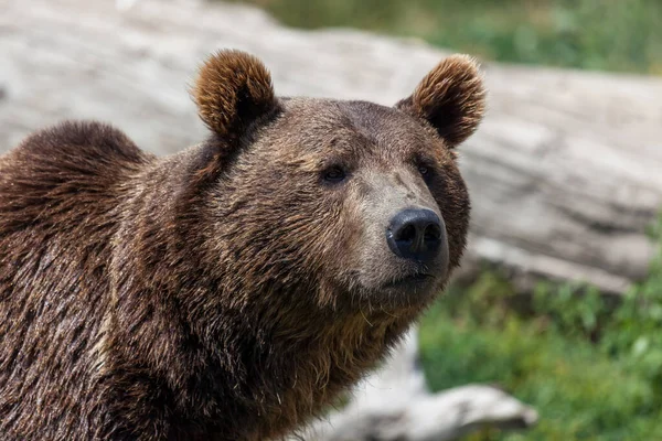 Взрослый Медведь Гризли Любопытным Выражением Лица Летнее Солнце Монтане — стоковое фото