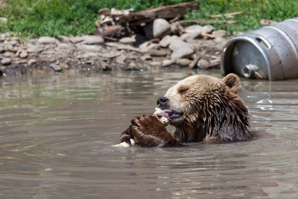 Vecchio Orso Grizzly Seduto Uno Stagno Poco Profondo Una Giornata — Foto Stock