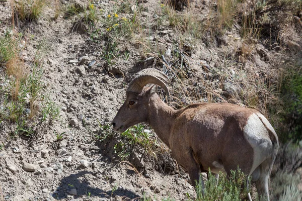 Een Mannelijke Bighorn Schaap Eet Gras Van Dijk Een Zonnige — Stockfoto