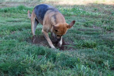 Büyük bir köpek, ayakçı arayışında yeşil bir bahçede bir çukur kazıyor..