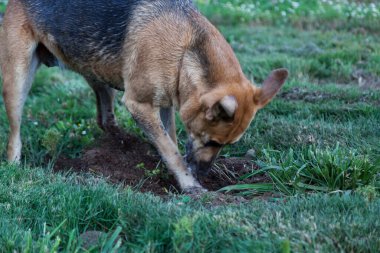 Büyük bir köpek, ayakçı arayışında yeşil bir bahçede bir çukur kazıyor..