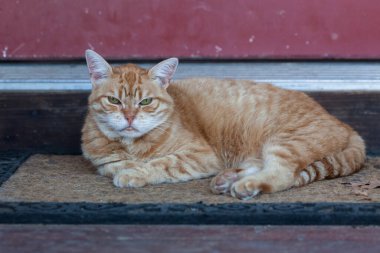 Suratsız suratlı evcil bir kedi evinin yanındaki kırmızı kapının yanındaki paspasın üzerinde duruyor..
