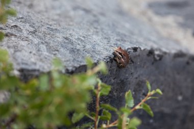Küçük kahverengi bir kurbağa yazın Oregon 'daki Newberry Ulusal Volkanik Anıtı' nda bir kaya duvarına tutunur..