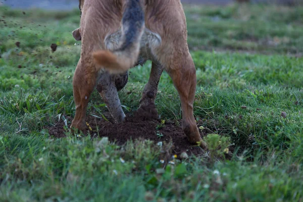 一只大狗大刀阔斧地挖了个洞 在一个绿色的院子里飞扬着泥土 想找一个妖怪 — 图库照片