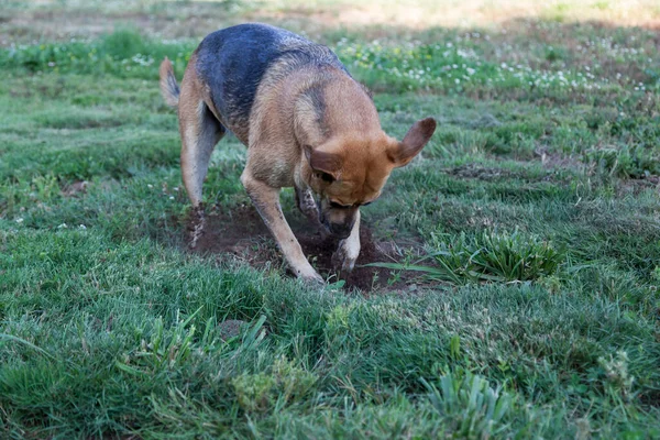 一只大狗在绿色的院子里大刀阔斧地挖了一个洞 想找一个小妖精 — 图库照片