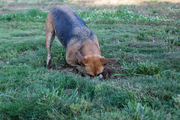 大きな犬は積極的にゴルファーのための彼女の検索では緑の庭に穴を掘る — ストック写真