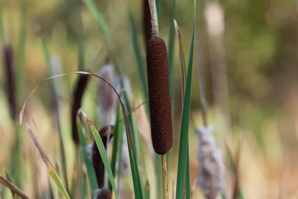 Primo Piano Fiore Bestiame Marrone Con Foglie Verdi Uno Sfondo — Foto Stock