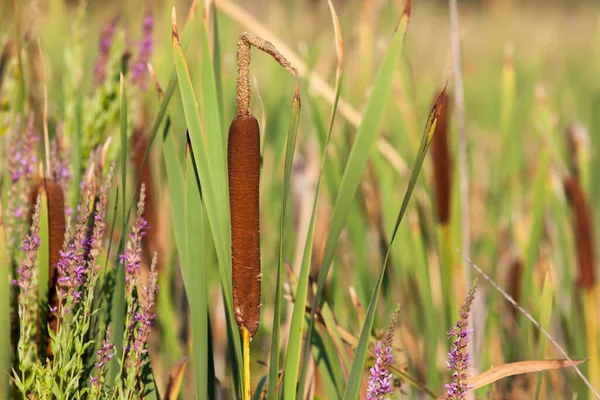 Primo Piano Fiore Bestiame Marrone Con Foglie Verdi Accanto Fiori — Foto Stock