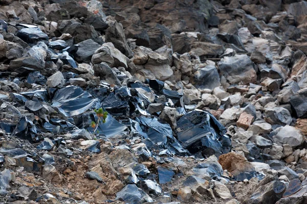 Pequeno Pinheiro Luta Para Crescer Ambiente Extremo Fluxo Obsidiano Monumento — Fotografia de Stock