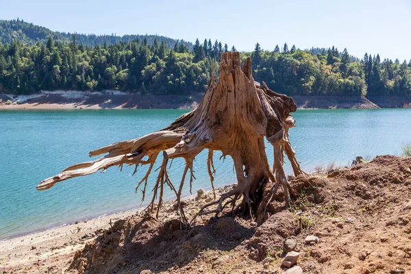 Viejo Tronco Árbol Parece Estar Levitando Por Encima Del Suelo — Foto de Stock