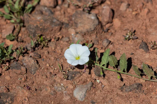 White Morning Glory Bloom Growing Determination Harsh Dry Environment Red — Stock Photo, Image