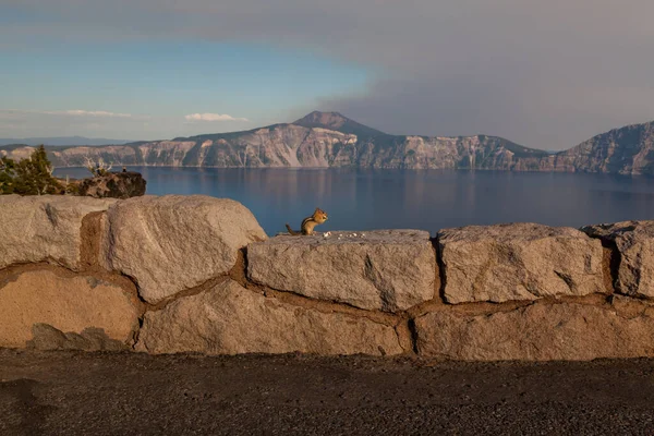 Pequeno Esquilo Bonito Senta Uma Parede Pedra Alvenaria Come Pedaços — Fotografia de Stock