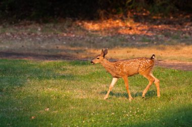 Sırtında beyaz lekeler olan bir yavru geyik, öğleden sonra Joseph Stewart State Park, Oregon 'da çimenli bir alana doğru yürür..