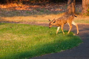 Sırtında beyaz lekeler olan bir yavru geyik, öğleden sonra Joseph Stewart State Park, Oregon 'da çimenli bir alana doğru yürür..