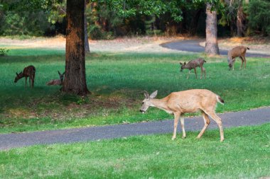 Anne geyik ve yavruları öğleden sonra geç saatlerde Oregon 'daki Joseph Stewart Eyalet Parkı' nda çimlerde atıştırırlar..