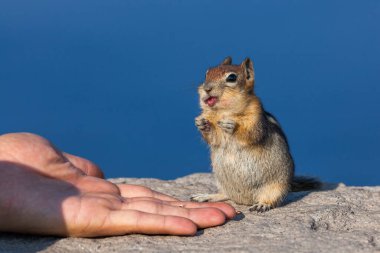 Turist bir el, arka planı ve yumuşak öğleden sonra güneşi olarak Krater Gölü 'nün derin mavi duvarında oturan dilenci bir sincabı fındıklarla besler..