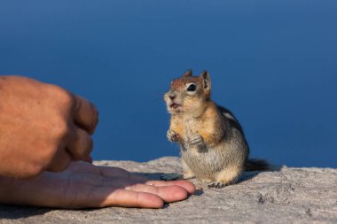 Turist bir el, arka planı ve yumuşak öğleden sonra güneşi olarak Krater Gölü 'nün derin mavi duvarında oturan dilenci bir sincabı fındıklarla besler..