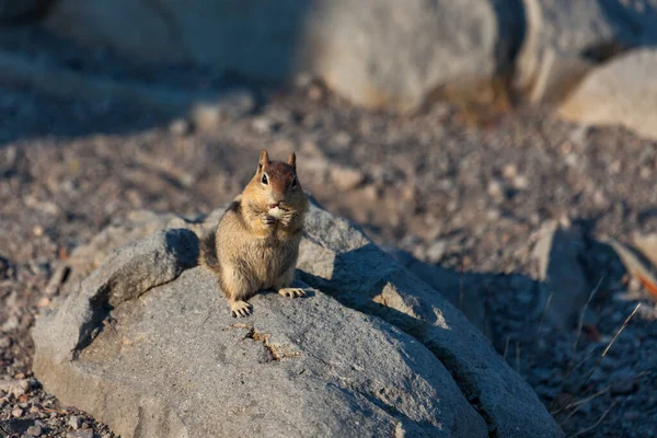 Ein Niedliches Kleines Streifenhörnchen Sitzt Auf Einem Felsen Und Frisst — Stockfoto