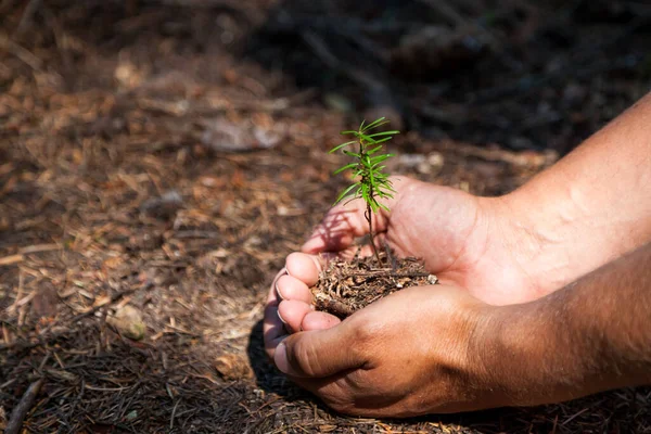 Mans Hands Gently Cradle Clump Dirt Which Small Green Fir — Stock Photo, Image