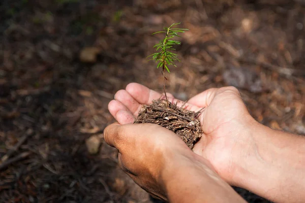 Mans Hands Gently Cradle Clump Dirt Which Small Green Fir — Stock Photo, Image