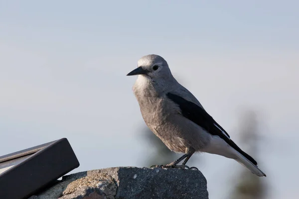Pájaro Clark Nut Cracker Gris Negro Sienta Una Roca Cerca —  Fotos de Stock
