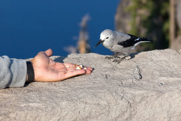 Oiseau Gris Noir Craquelin Clark Perché Sur Une Paroi Rocheuse — Photo