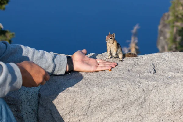 Ręka Turysty Nakarmi Orzechy Żebrzącym Wiewiórką Siedzącym Skalnej Ścianie Głębokim — Zdjęcie stockowe