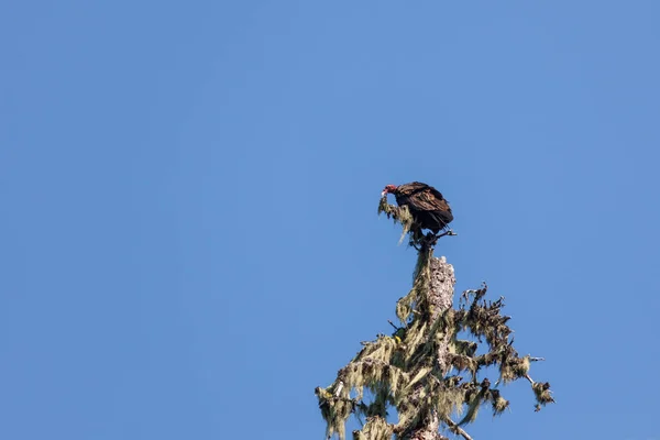 Een Grote Kalkoen Gier Buizerd Zit Top Van Een Mos — Stockfoto