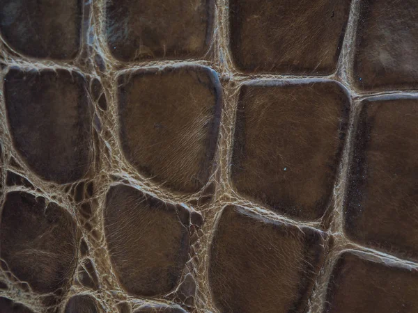 淡水鳄鱼腹部皮肤纹理背景 这种淡水鳄鱼的形象 Siamensis 这皮肤是非常经典和美丽 — 图库照片