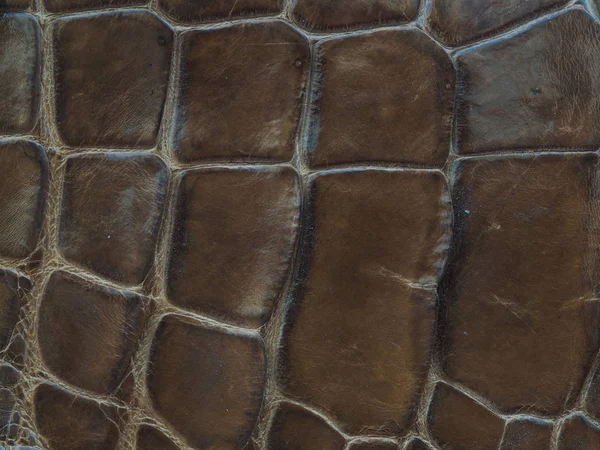 Freshwater crocodile belly skin texture background.This image of Freshwater Crocodile \