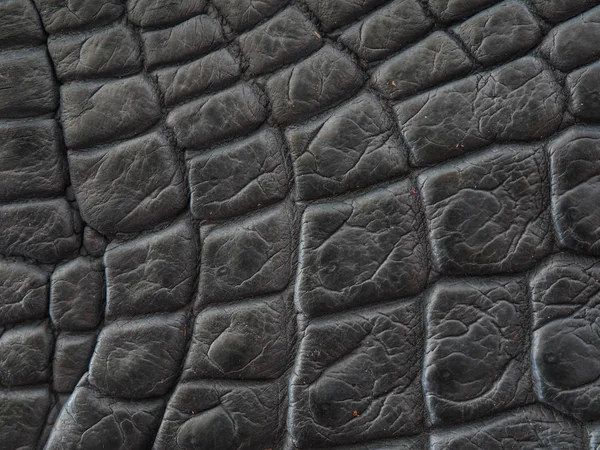 Тло Текстури Шкіри Прісноводного Крокодила Зображення Прісноводного Крокодила Crocodylus Siamensis — стокове фото