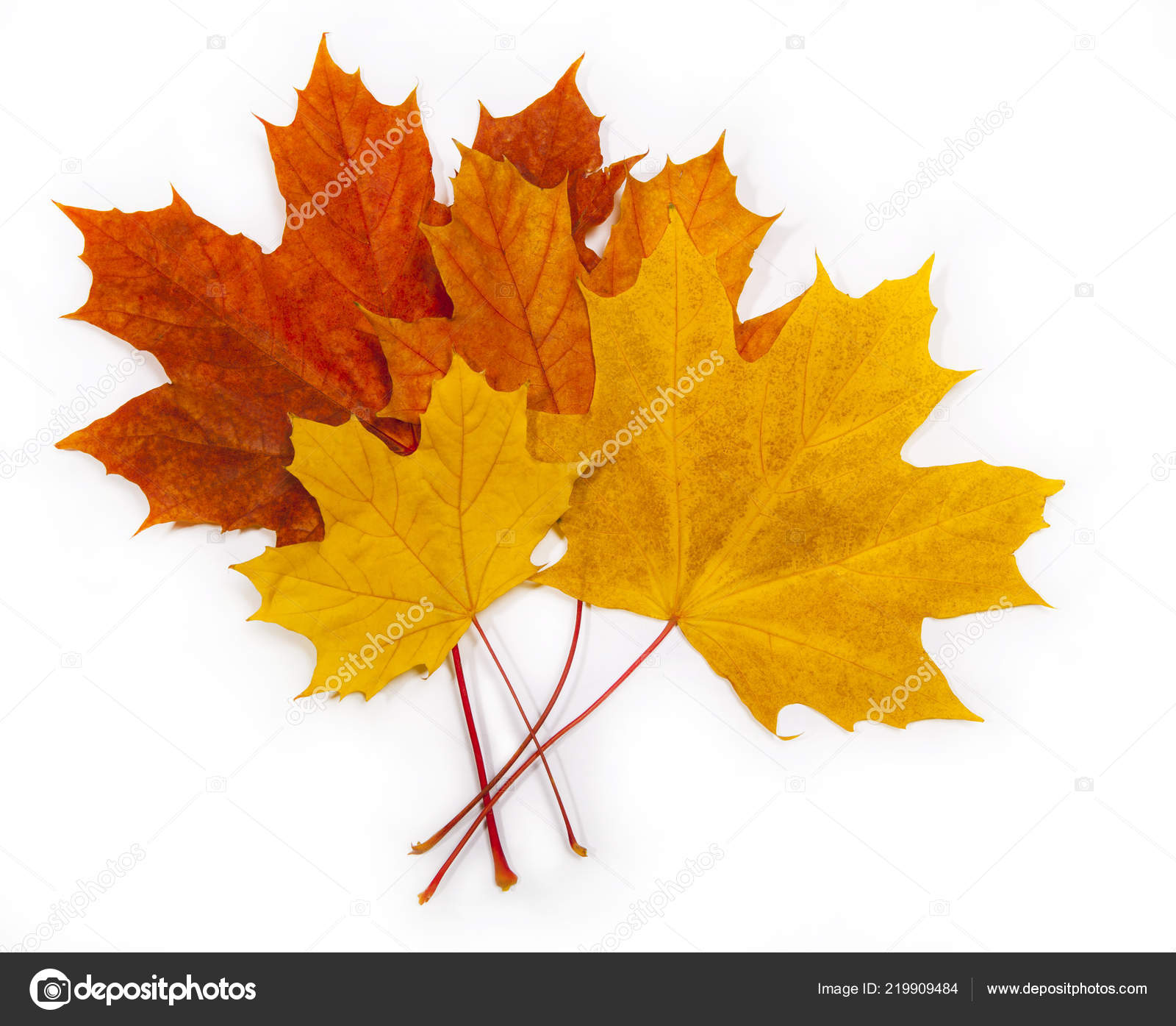 Automne Feuille Images Libres De Droit Photos De Automne Feuille Depositphotos Automne Feuille Images Libres De Droit Photos De Automne Feuille Depositphotos