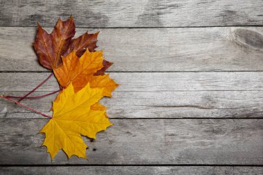 Sonbahar akçaağaç yaprakları