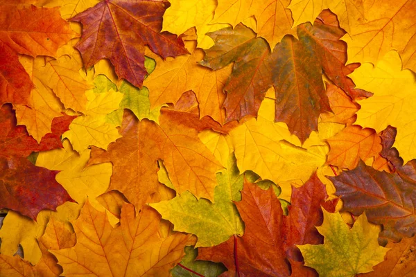 Fall colored leaves — Stock Photo, Image