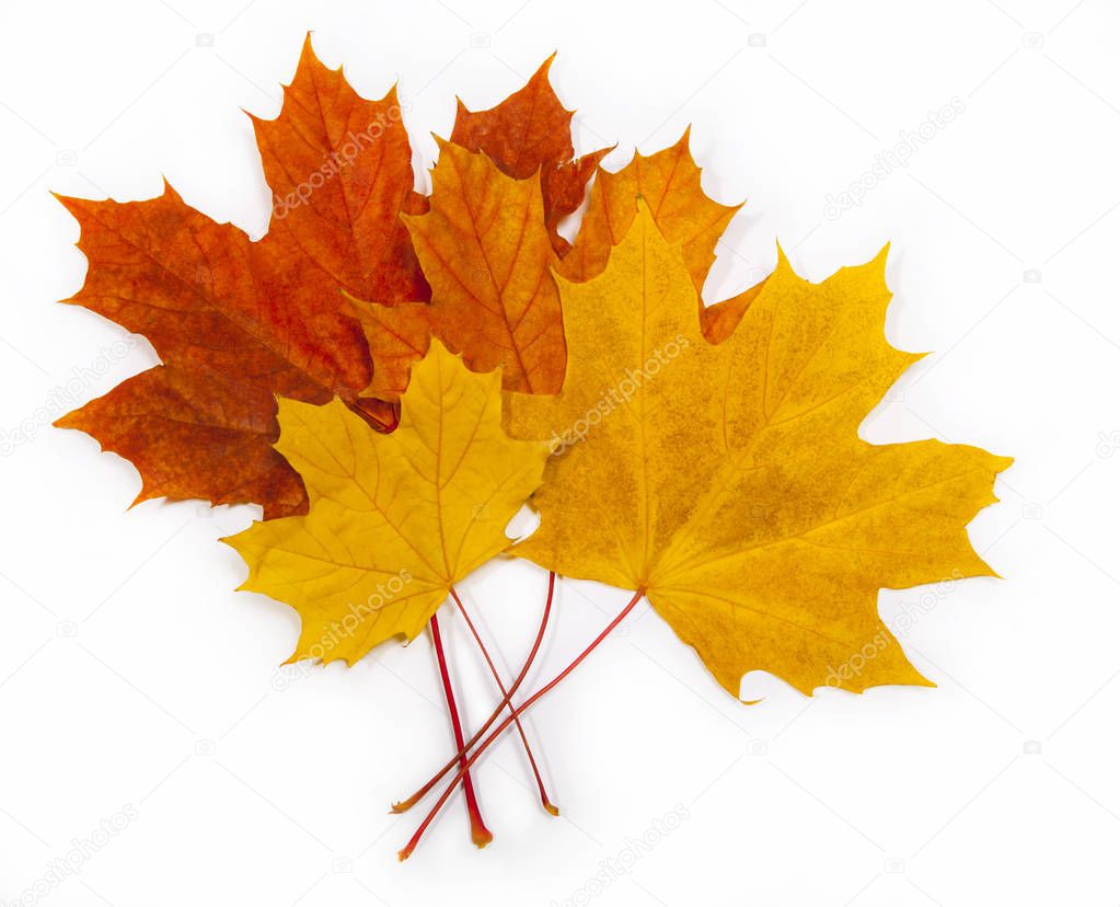 Autumn leaf isolated