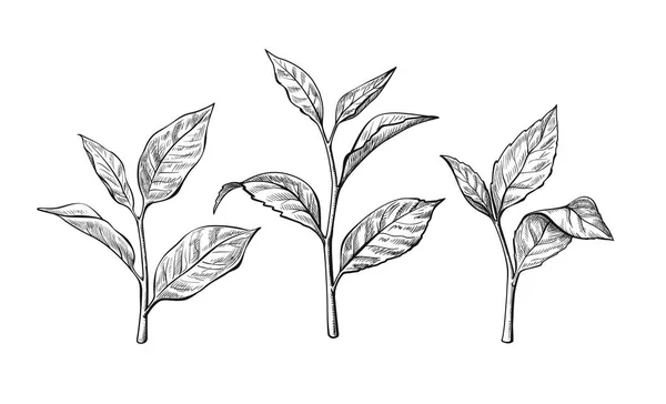 차 잎입니다. 잉크 스케치 — 스톡 벡터