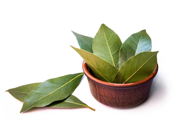 Bay fresh leaf — Stock Photo, Image