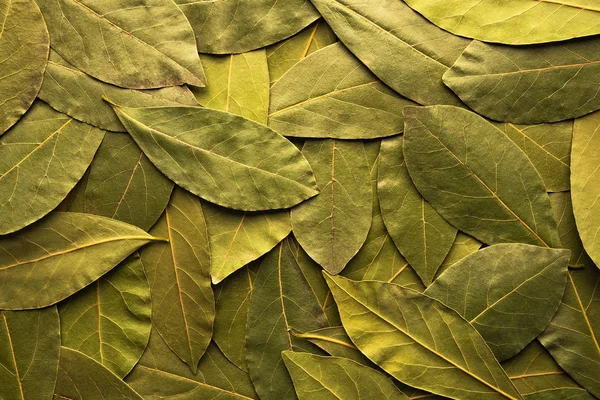 Green dried bay leaves — Stock Photo, Image