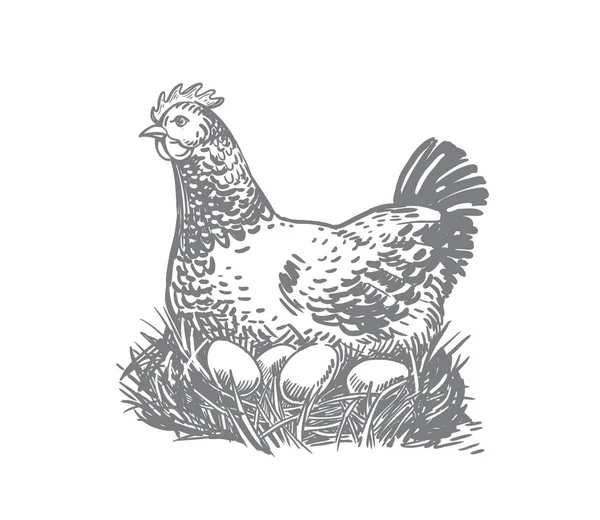 Hühnerfarm mit Eiern — Stockvektor