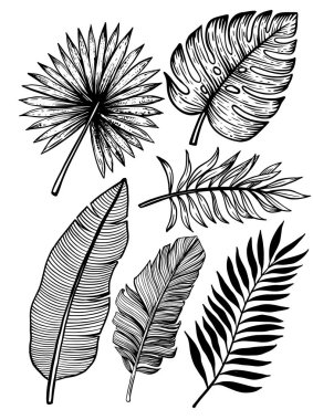 beyaz bir tropikal yaprakları