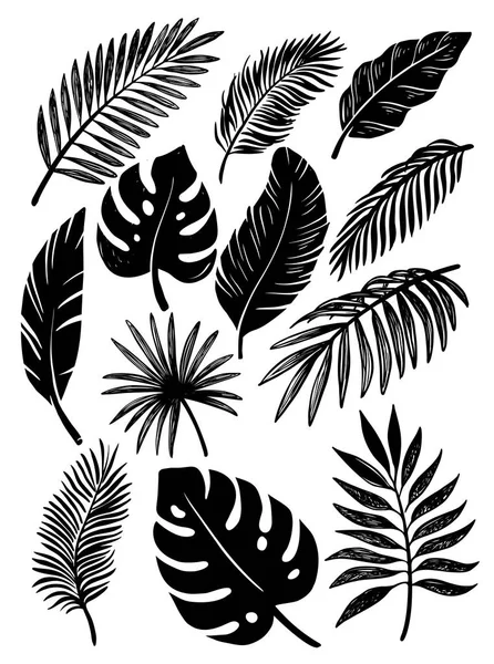 Hojas tropicales sobre un blanco — Vector de stock