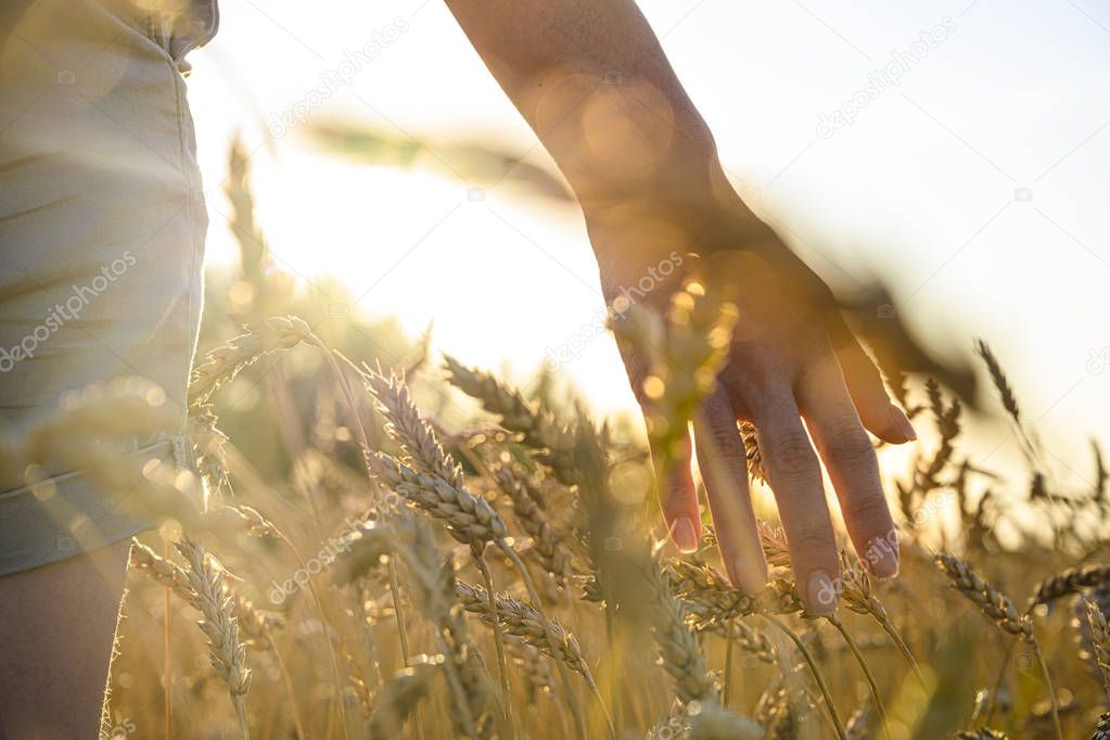 female hand stroking rye ear in a field