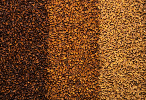 3 types of barley malt for beer.