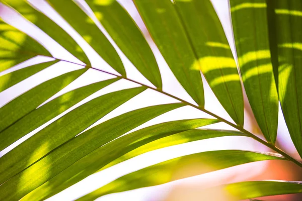 Palm leaf in the jungle on nature — Stock Photo, Image
