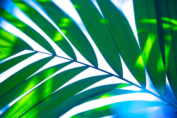 Palmblatt im Dschungel über die Natur — Stockfoto