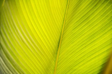 Green tropical leaf outdoor For botany background