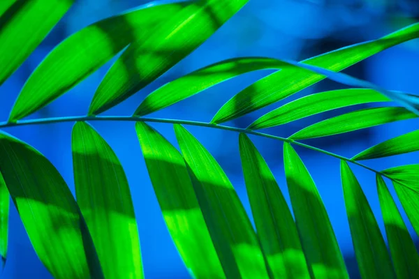 Folha de palma na selva na natureza — Fotografia de Stock